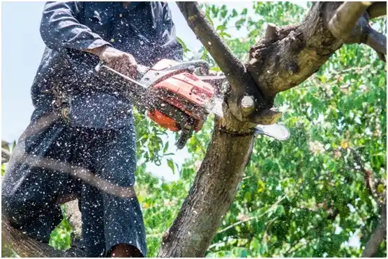 tree services Riegelsville